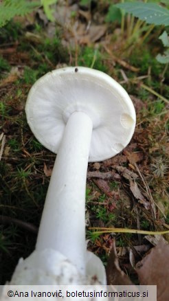 Amanita phalloides