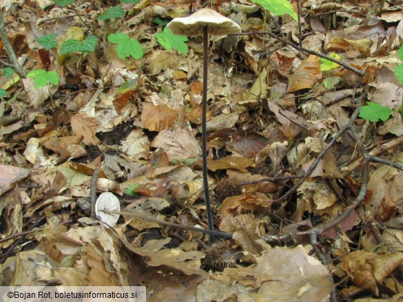 Marasmius alliaceus