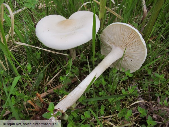 Melanoleuca strictipes