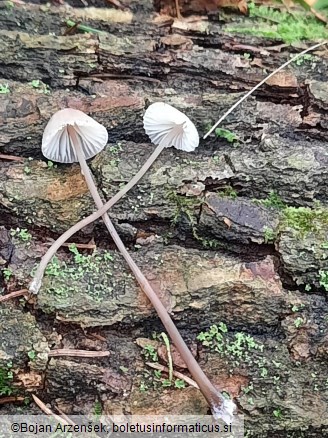 Mycena galopus