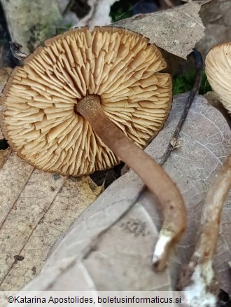 Callistosporium luteo-olivaceum