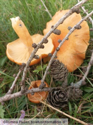 Lactarius porninsis