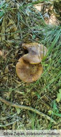 Neoboletus xanthopus