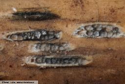 Setoseptoria arundinacea