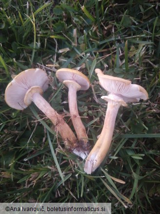 Armillaria mellea
