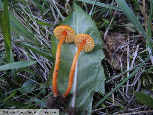 Hygrocybe mucronella