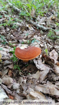 Lactarius volemus