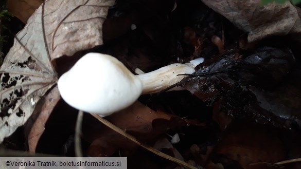 Tricholoma lascivum