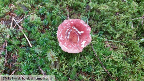 Russula vinosa