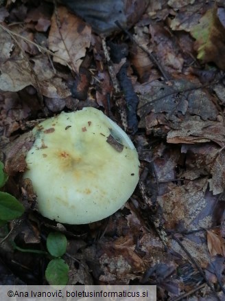 Russula pseudoaeruginea