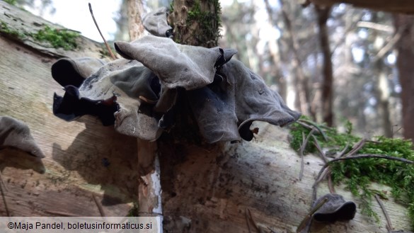 Auricularia auricula-judae