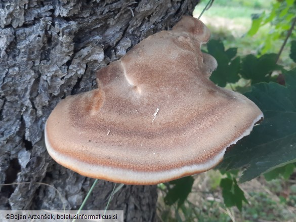 Inonotus hispidus