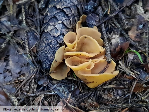 Otidea cochleata