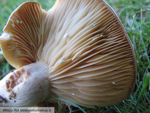 Lactarius pyrogalus