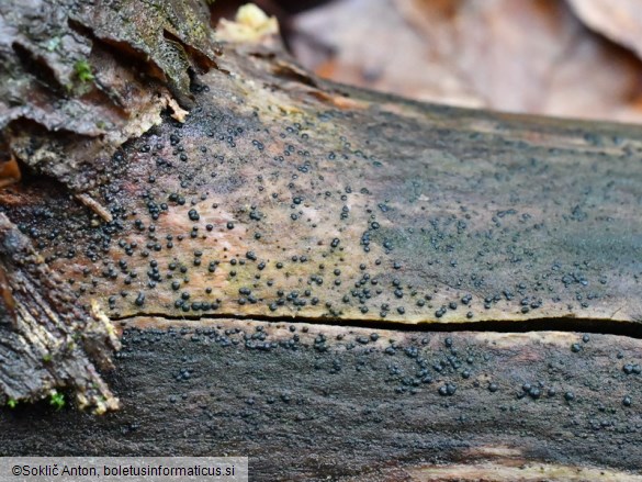 Vexillomyces atrovirens