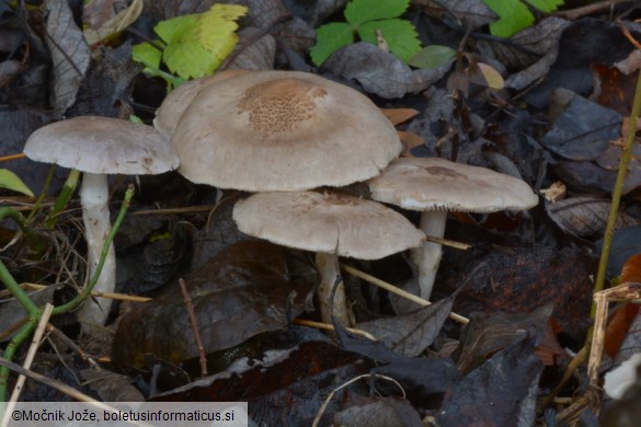 Tricholoma scalpturatum