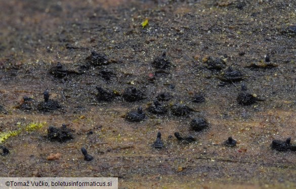 Lentomitella crinigera