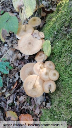 Armillaria ostoyae