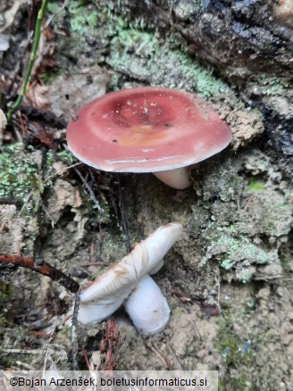 Russula vesca