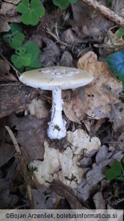 Amanita gemmata