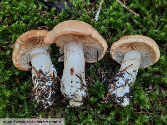 Cortinarius crassus