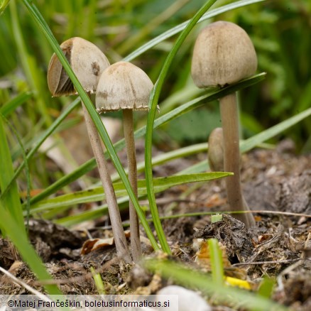 Panaeolus papilionaceus