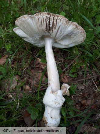 Amanita amplivelata