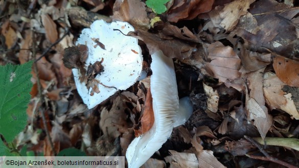 Tricholoma columbetta