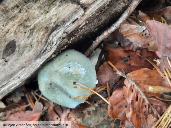 Stropharia aeruginosa