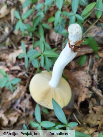 Russula amara
