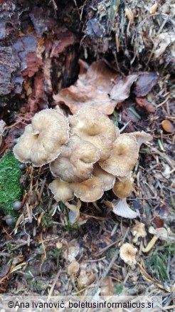 Cantharellus lutescens