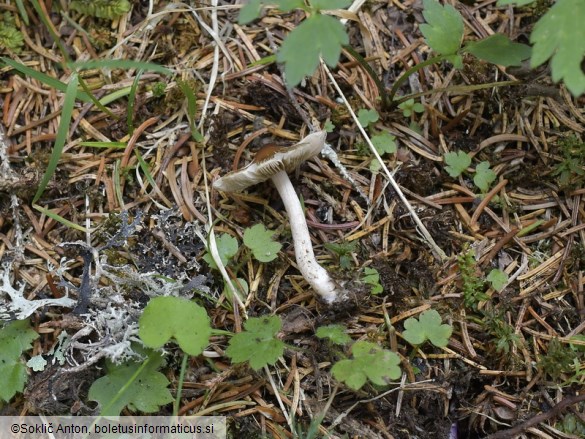 Inocybe fuscidula