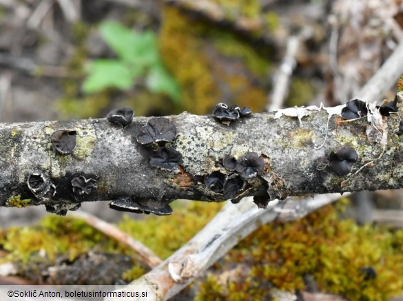 Sclerencoelia fraxinicola