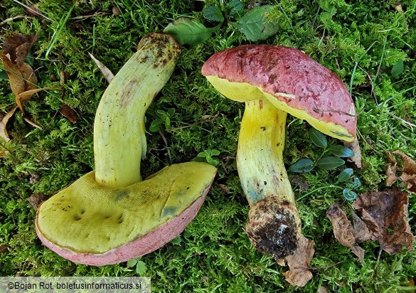 Butyriboletus regius