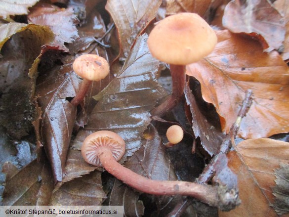 Laccaria laccata