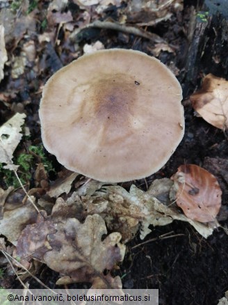 Pluteus cervinus