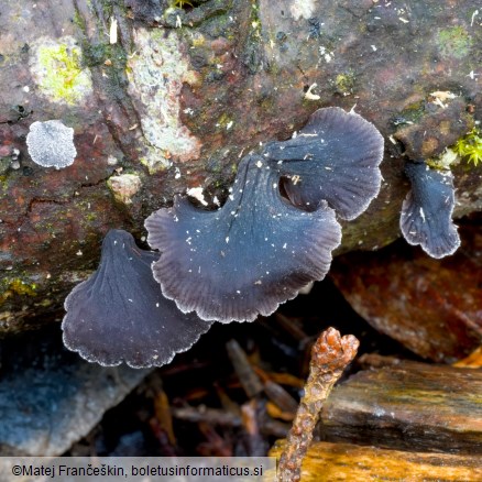 Resupinatus alboniger