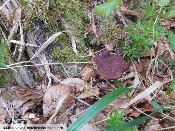 Ganoderma carnosum