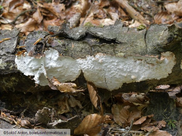 Laxitextum bicolor