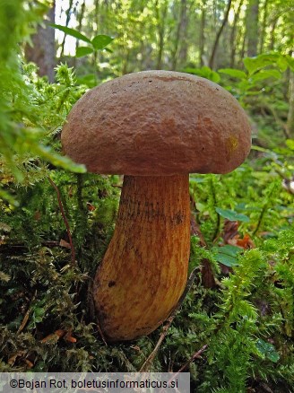 Suillellus luridus