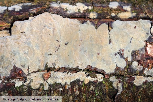 Radulomyces confluens