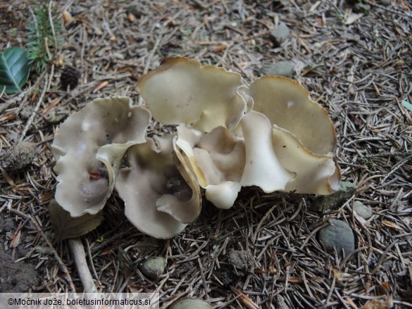 Helvella confusa