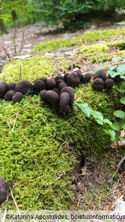 Xylaria polymorpha