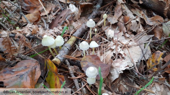 Mycena viscosa