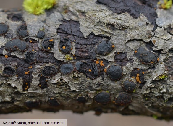 Orbilia xanthoguttulata