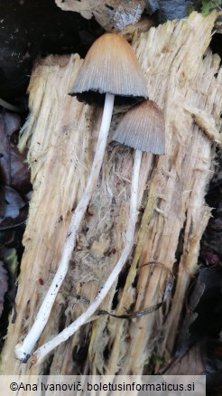 Psathyrella multipedata