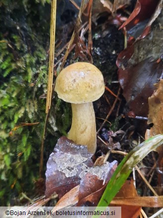 Tylopilus felleus