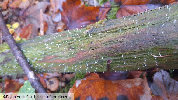 Multiclavula mucida