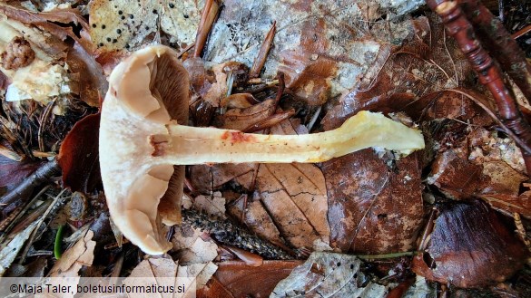 Cortinarius bolaris