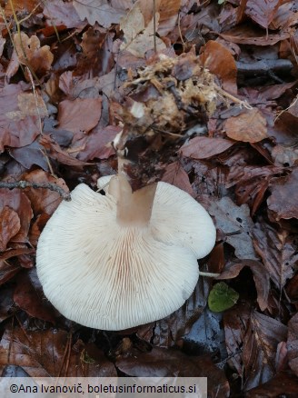 Clitocybe nebularis